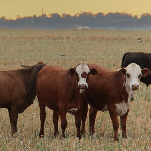 International Enquiries Texas Cattle Exports Brahman Jersey