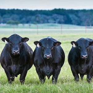 USA Angus Cattle Exporter Livestock Shipping company - Texas Cattle Exportrs